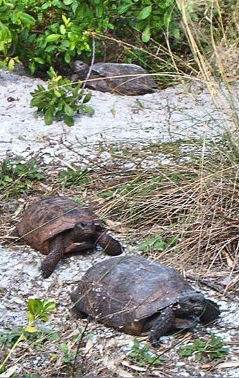 Gopher Tortoise Team Palm Island Estates
